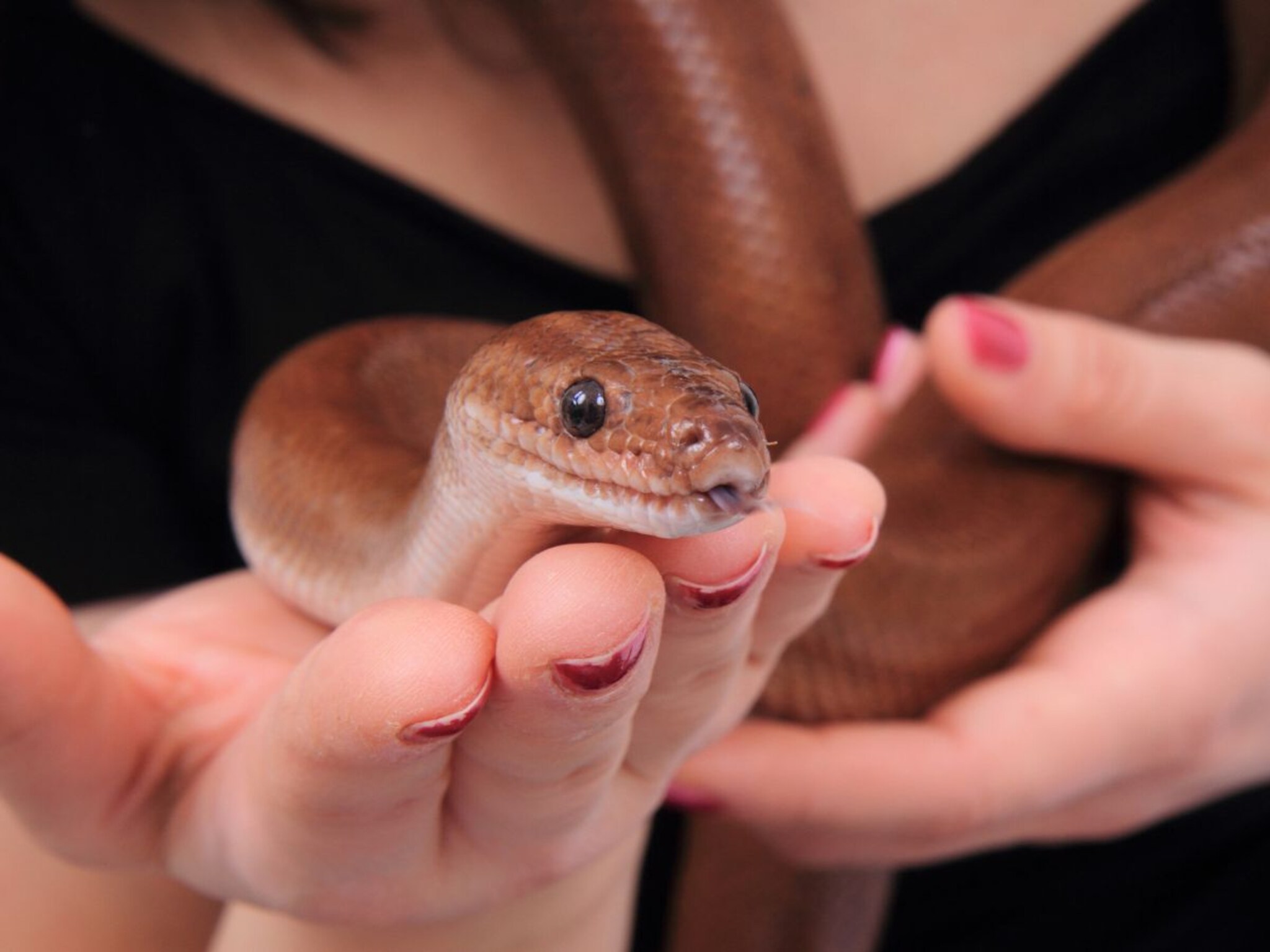 Snake Facts : कुत्रा, मांजराप्रमाणे माणसाची सापाशीही मैत्री होऊ शकते का?