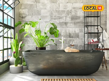 बाथरूमला द्या हिरवीगार आणि फ्रेश लूक, 'ही' 5 झाडं देतील खास अनुभव...