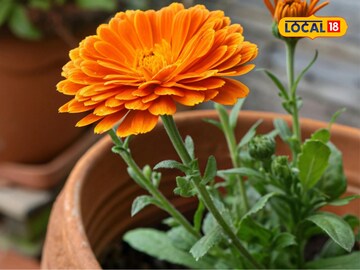 तोंडातले फोड, दाढदुखीने हैराण? 10 मिनिटांत मिळेल आराम, लगेच करा 'हा' घरगुती उपाय