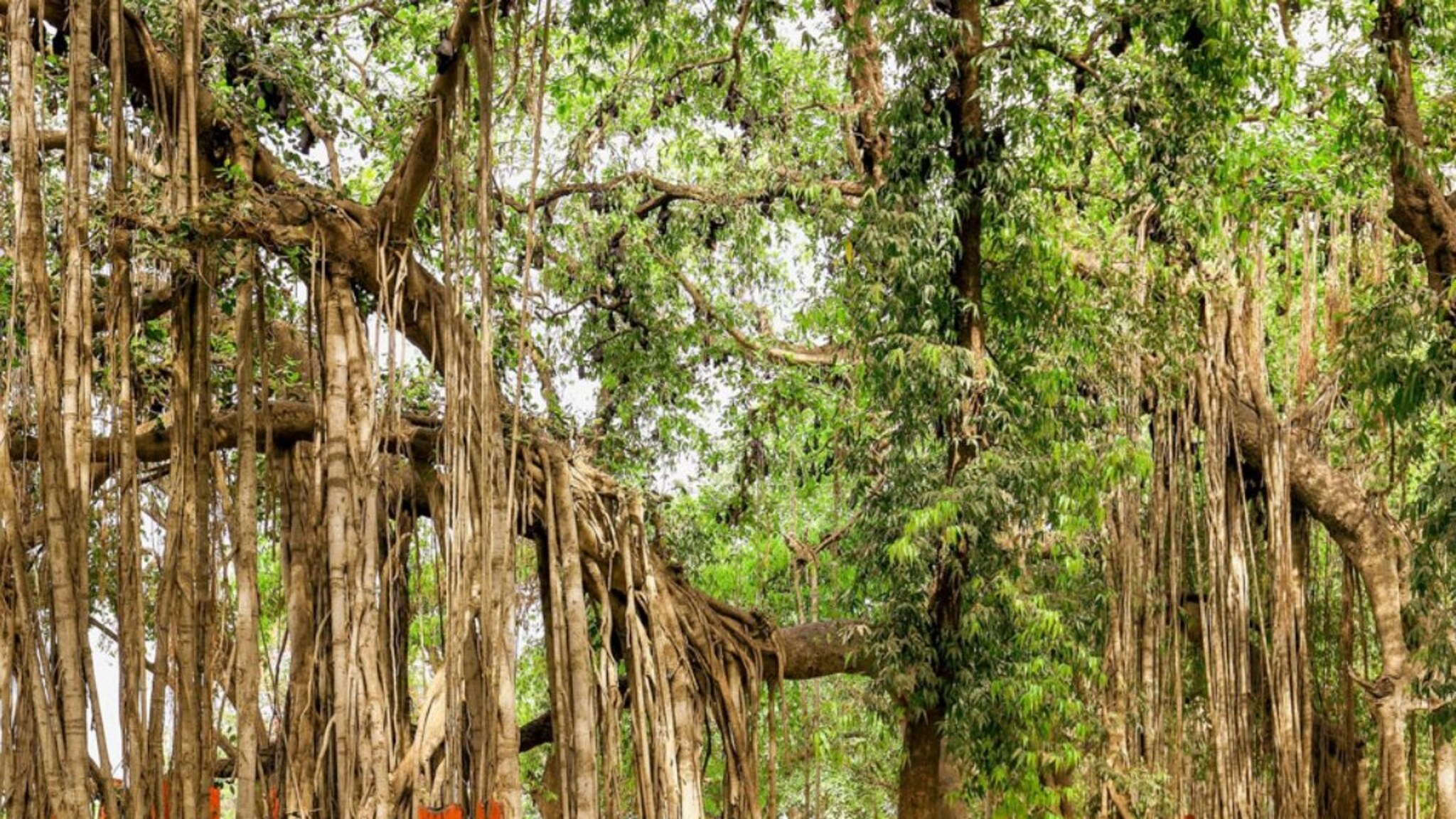 600 वर्षांपूर्वीचं, 3000 फांद्या, 4 एकराचा विस्तार, 'हे' महाकाय झाडं आहे कुठं? वाचा या अद्भुत झाडाची गोष्ट!