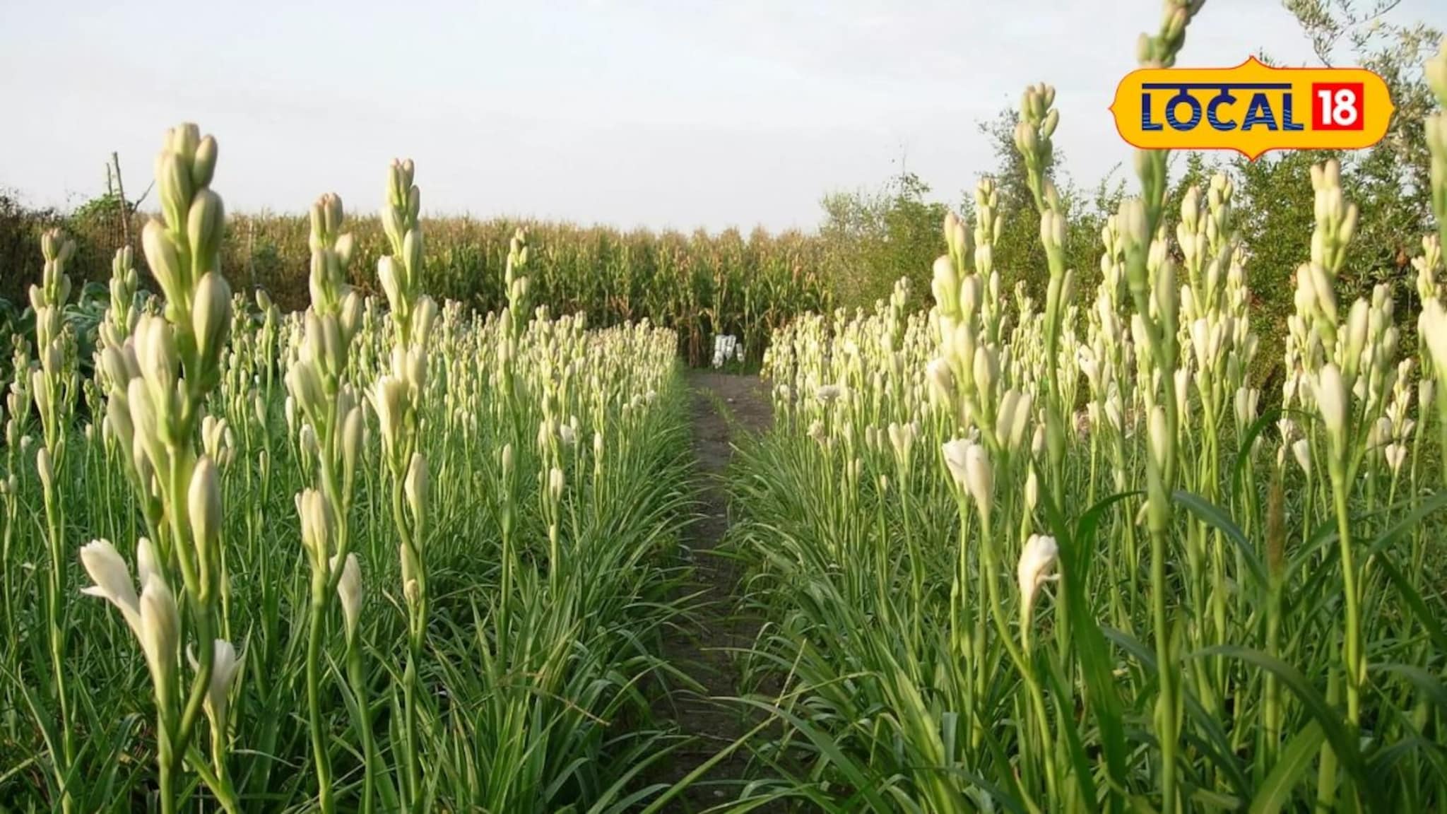 वर्षभर कमाईची संधी! शेतात करा 'या' फुलाची लागवड, खर्च कमी आणि दुप्पट उत्पन्नाची हमी