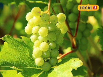 हिरवी द्राक्षे खावी की काळी? आरोग्यासाठी कोणती फायद्याची? तज्ज्ञ सांगतात...