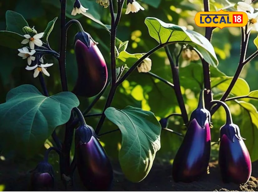  NHB 1233 या जातीमुळे शेतकऱ्यांना मोठा नफा मिळू शकतो. हे वाण शेतकऱ्यांना एक हेक्टरमधून 700 ते 800 क्विंटलपर्यंत उत्पादन देऊ शकतं. शेतकरी याची लागवड करून 2 महिन्यांत लाखोंची कमाई करू शकतात.