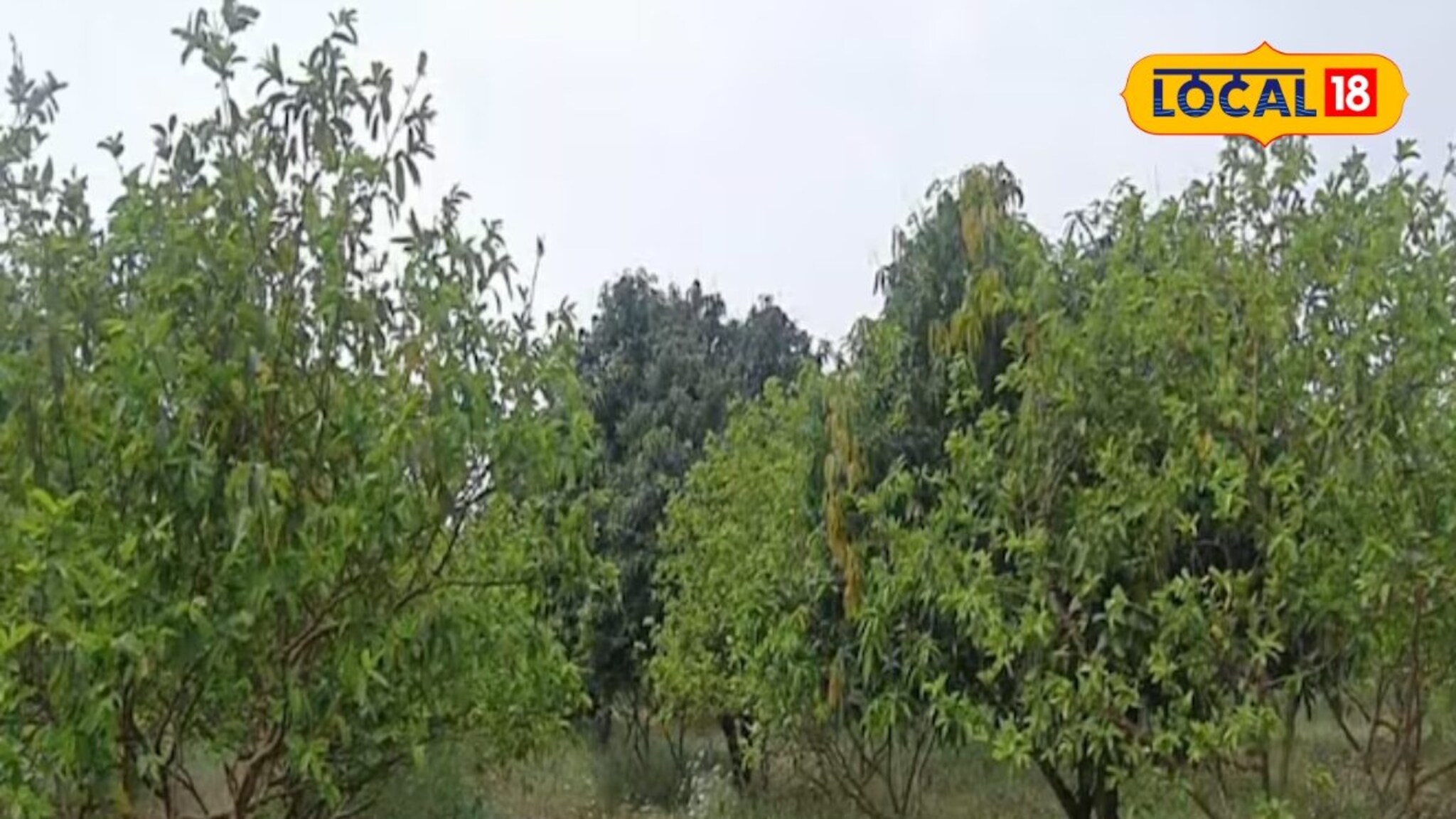 पारंपरिक शेतीला दिला छेद, या शेतकऱ्याने केली 'ही' शेती; कमी खर्चात झाली 12 लाखांची कमाई!