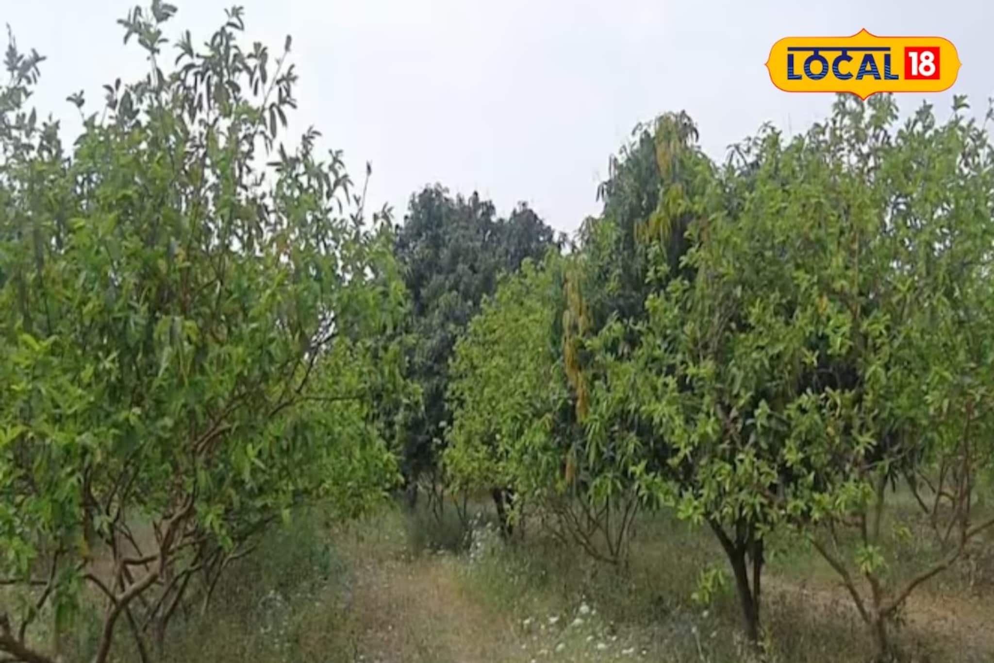 पारंपरिक शेतीला दिला छेद, या शेतकऱ्याने केली 'ही' शेती; कमी खर्चात झाली 12 लाखांची कमाई!