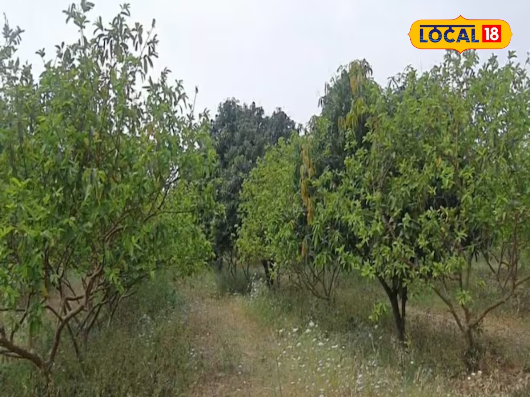 पारंपरिक शेतीला दिला छेद, या शेतकऱ्याने केली 'ही' शेती; कमी खर्चात झाली 12 लाखांची कमाई!