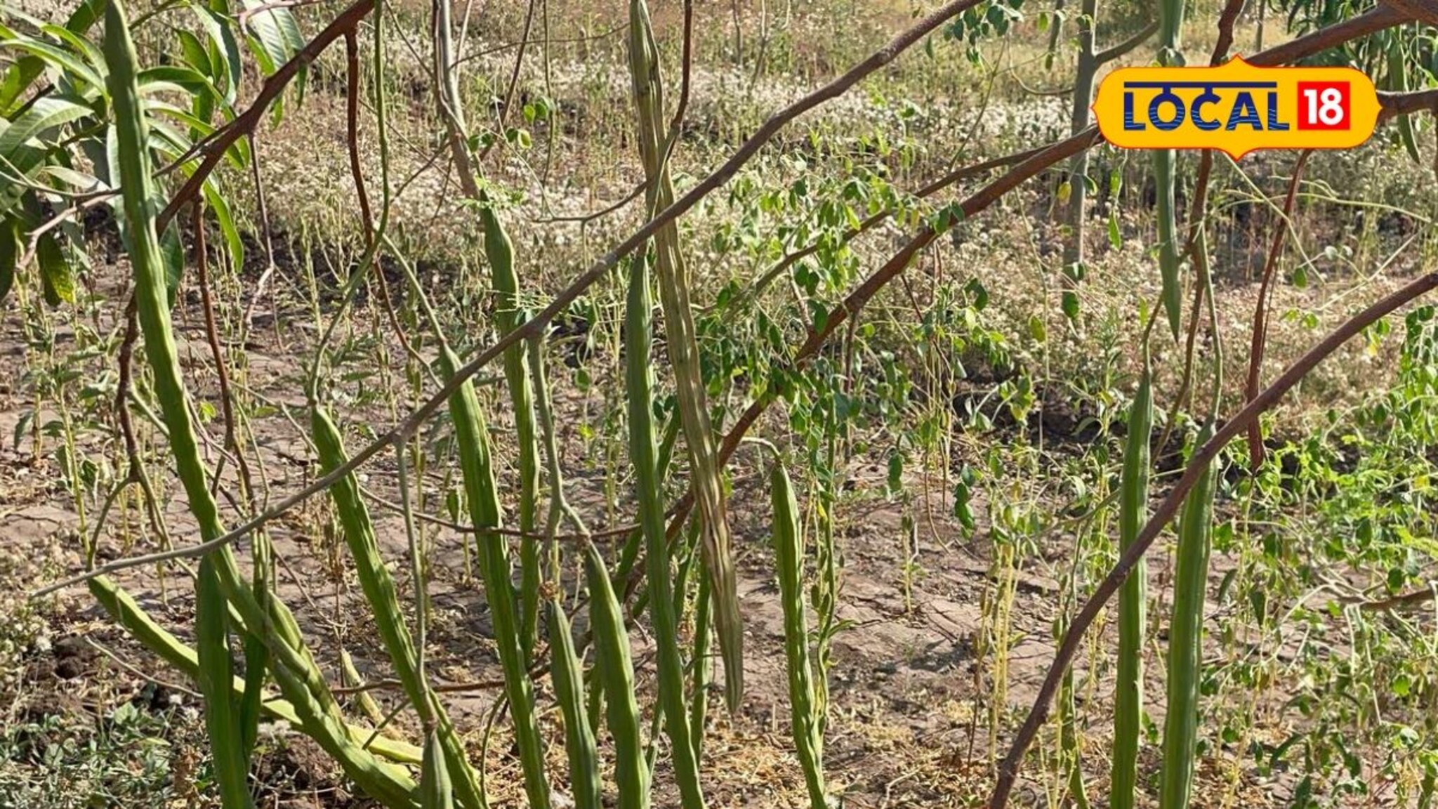 शेतकऱ्याची अनोखी आयडिया! कापसाच्या शेतीत लावला शेवगा; बियाणे विकून मिळालं लाखोंचं उत्पन्न