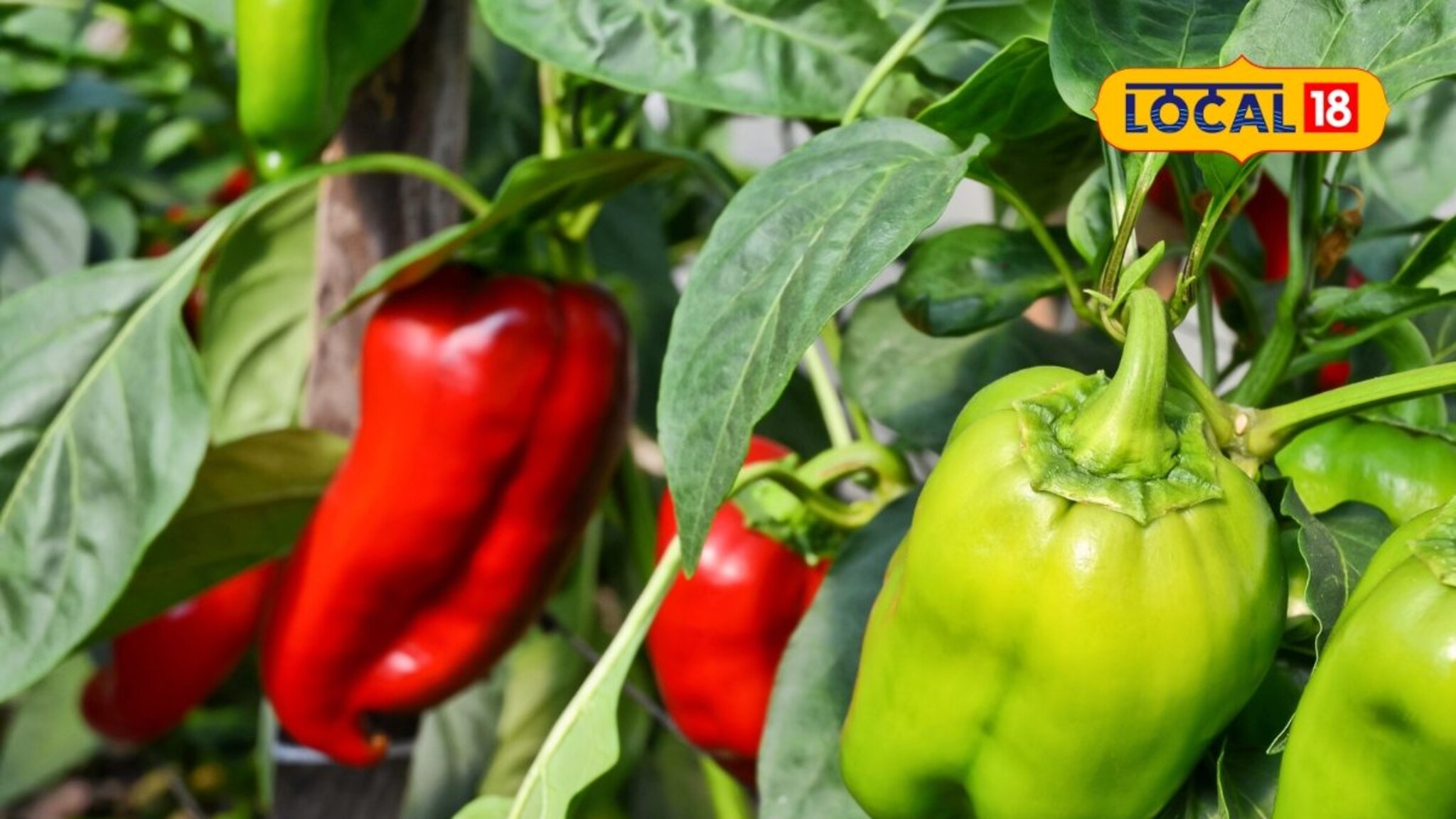 शेतकऱ्याची कमाल! आधुनिक पद्धत्तीने शेतात घेतलं 'हे' पिक, आता होतोय लाखोंचा फायदा...