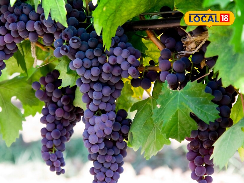  पण आज आपण जाणून घेऊया की, आपल्या आरोग्यासाठी हिरवी द्राक्षे जास्त चांगली आहेत की काळी? दोन्ही एकाच प्रजातीची असूनही त्यांचे गुणधर्म मात्र वेगळे आहेत.