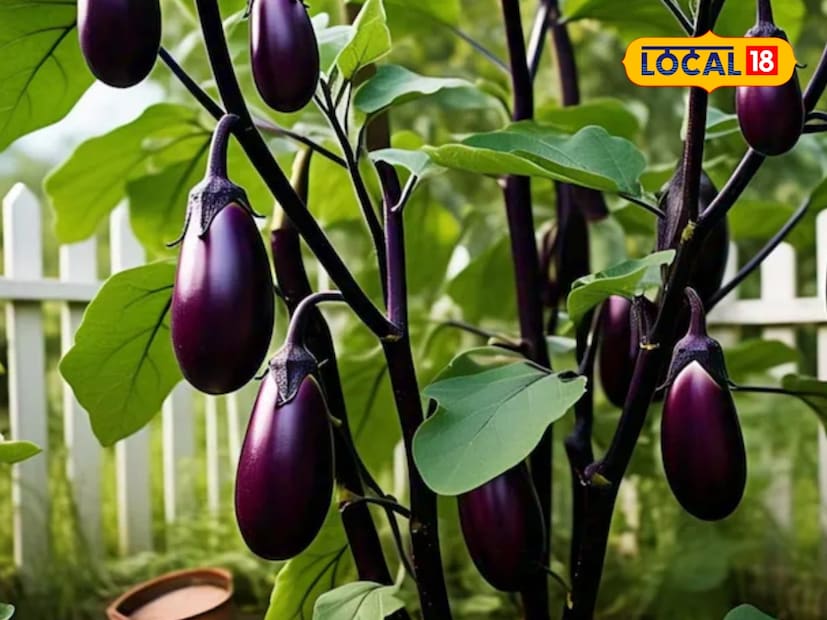  हे वाण चांगला निचरा होणाऱ्या जमिनीत लावावं. वालुकामय पोयटा (sandy loam) आणि पोयटा माती (loamy soil) यासाठी सर्वोत्तम मानली जाते. या जातीच्या लागवडीसाठी 200 ते 250 ग्रॅम बियाणे लागतं. विशेष म्हणजे हे वाण 55 ते 60 दिवसांत पहिल्या काढणीसाठी तयार होतं.