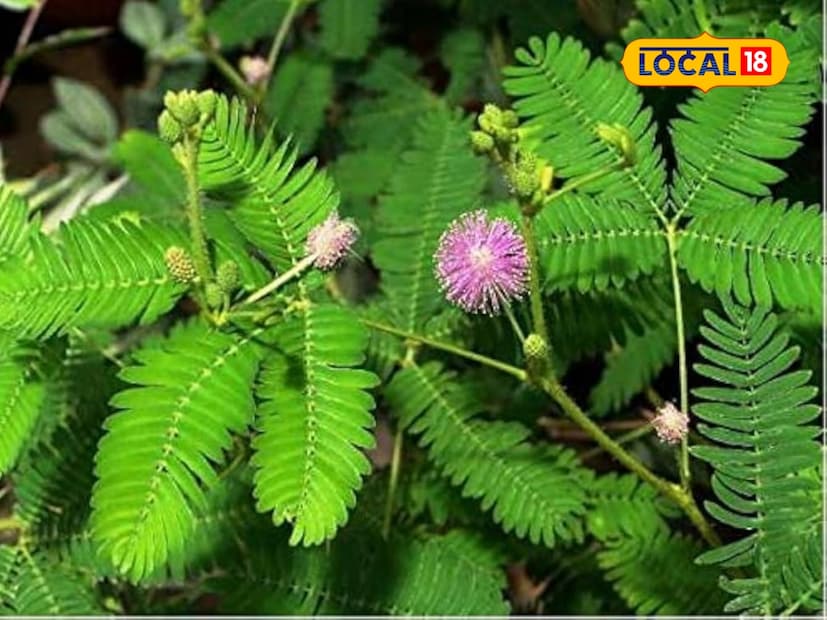  डॉ. इक्बाल पुढे सांगतात की, शमीच्या झाडाच्या पानांचं सेवन केल्याने पोटातील जंत मरतात आणि पचनक्रिया सुधारते. सांधेदुखी आणि संधिवात यांसारख्या समस्यांमध्येही ते फायदेशीर आहे. नियमित सेवनाने सूज कमी होते आणि हाडं मजबूत होतात.