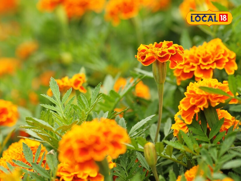  वैद्य लखन सैनी सांगतात की, "आमच्याकडे असा एक रामबाण उपाय आहे, जो काही मिनिटांतच तोंडातील फोड बरे करतो. मी गेल्या 16 वर्षांपासून अनेक आजारांवर घरगुती उपचार करत आहे. हे घरगुती उपाय मी माझ्या आई-वडिलांकडून आणि काही बाहेरच्या लोकांपासून शिकलो. आतापर्यंत लाखो लोक या घरगुती उपायांनी बरे झाले आहेत. जर एखाद्या व्यक्तीच्या तोंडात फोड आले असतील आणि त्याला त्वरित आराम हवा असेल, तर तो आम्ही सांगितलेला हा उपाय नक्कीच करू शकतो."