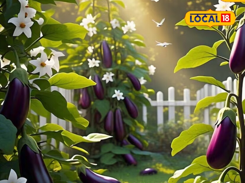  वांग्याची सुधारित जात NHB 1233 ही चांगलं उत्पादन देण्यासाठी ओळखली जाते. विशेष गोष्ट म्हणजे या वांग्याला बाजारात खूप मागणी आहे आणि ते कमी खर्चात खरेदी करता येतं.