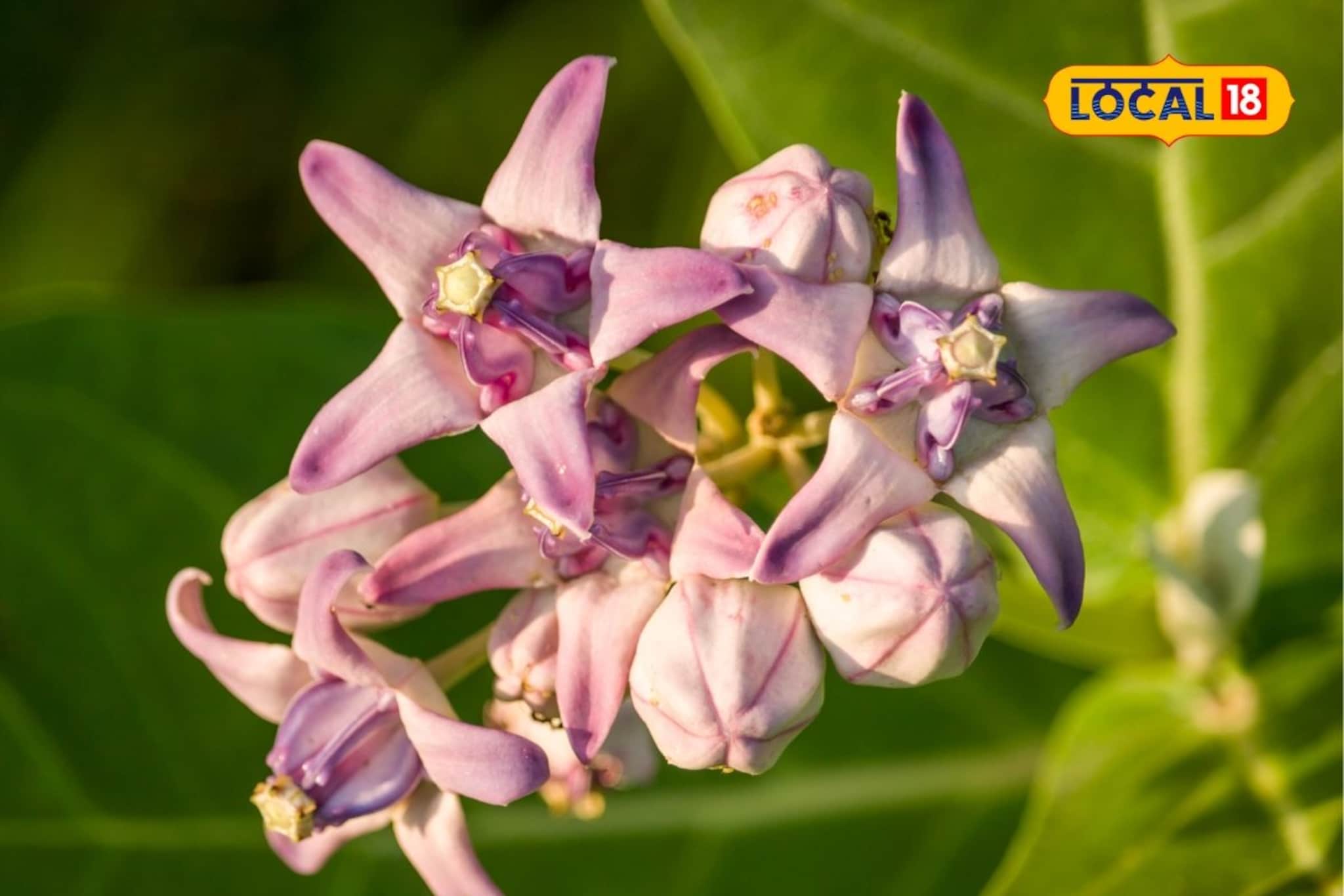 'हे' फूल डोळ्यांसाठी विषारी, पण अनेक आजारांवर गुणकारी! डोकेदुखी होते दूर अन्...