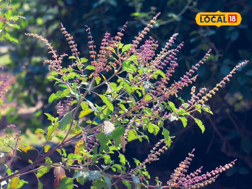  तुळशी विवाह हा केवळ एक धार्मिक विधी नाही तर कुटुंबात श्रद्धा, पवित्रता आणि समृद्धी आणणारा सण आहे. या दिवशी घरी तुळशी पूजेसोबत भक्तीगीते गायली जातात. तुळशी विवाहाच्या दिवशी, तुळशीला वधूसारखे सजवणे शुभ मानले जाते.