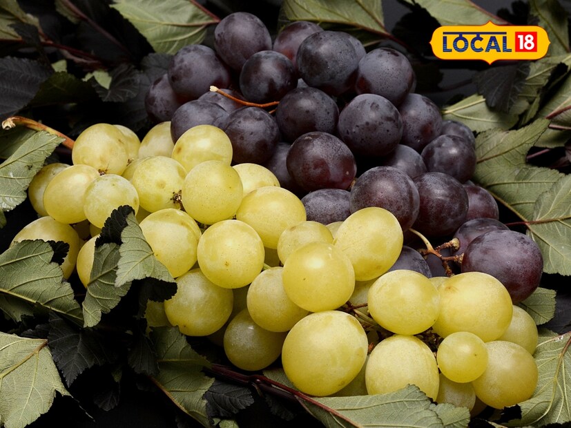  थोडक्यात, दोन्ही प्रकारची द्राक्षे आरोग्यासाठी फायदेशीर असली तरी, त्यांच्यातील घटकांनुसार त्यांचे फायदे थोडे बदलतात. त्यामुळे तुमच्या गरजेनुसार तुम्ही कोणत्याही रंगाची द्राक्षे खाऊ शकता!