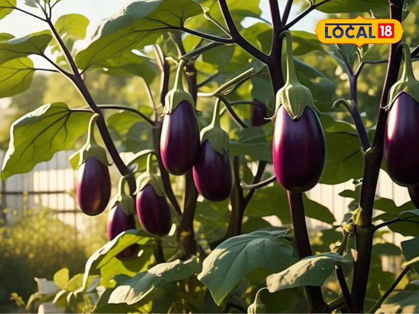  डॉ. पुनीत कुमार पाठक यांनी सांगितलं की, वांग्याच्या पिकामधून शेतकऱ्यांना कमी दिवसांत चांगला नफा मिळतो. उन्हाळ्यात आणि पावसाळ्यातही वांग्याला बाजारात मागणी असते, पण वांग्याची लागवड करताना फक्त सुधारित जातीची निवड केली पाहिजे. चांगल्या जातीची निवड केल्यास शेतकऱ्यांना चांगलं उत्पादन मिळतं.