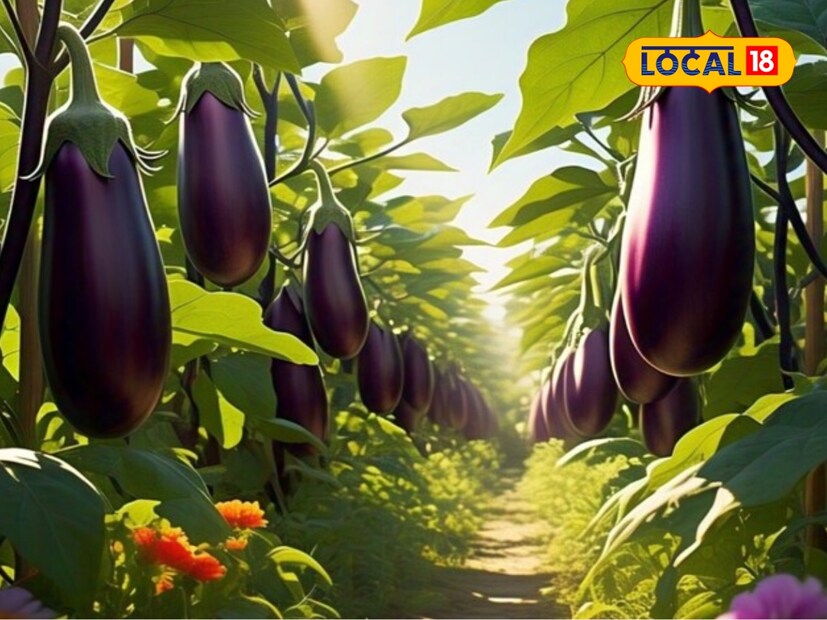  सध्या मे महिन्यात खूप उष्णता असते, तर 15 जूननंतर आपल्याकडे मान्सून दाखल होतो. पाऊस सुरू झाल्यावर इतर भाजीपाला खराब होऊ लागतो, त्यामुळे बाजारात हिरव्या पालेभाज्यांची आवक कमी होते. याचमुळे या वाणातून शेतकऱ्यांना चांगला भाव मिळतो. तुम्हालाही या चांगल्या संधीचा फायदा घ्यायचा असेल, तर मे महिन्यात वांग्याच्या पिकाची लागवड नक्की करू शकता.