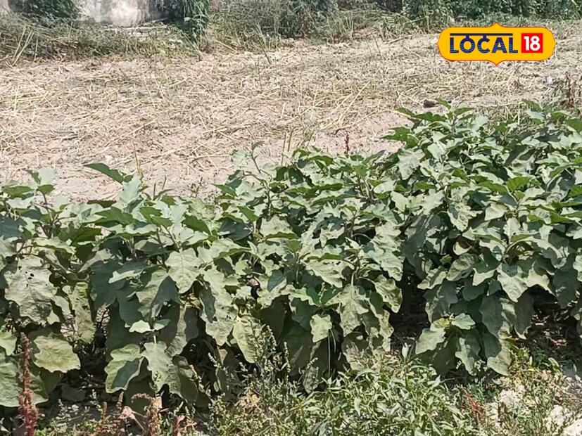  आणि ऊन कमी झाल्यावर त्यांना पुन्हा सावलीत ठेवता येईल. शेतात पिकणाऱ्या भाज्यांपेक्षा ग्रो बॅग्समधील उत्पादन चांगले येईल, कारण त्यांना वेळोवेळी सूर्यप्रकाश मिळेल.