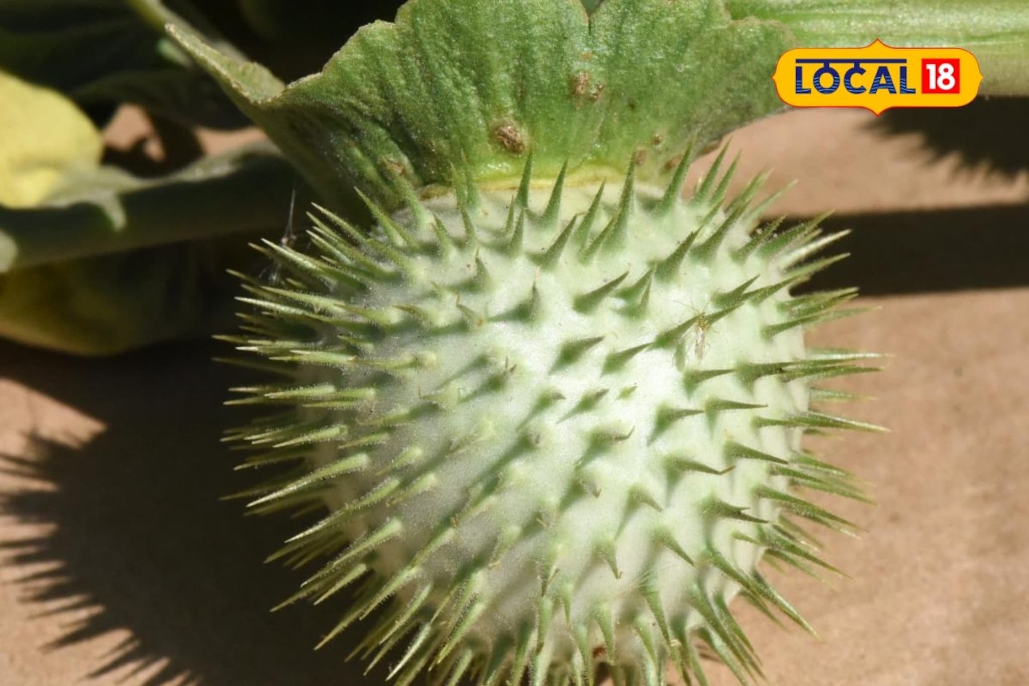 भोलेनाथाला प्रिय 'हे' फळ, आयुर्वेदात आहे खूप महत्त्व, शेकडो आजार होतात बरे...