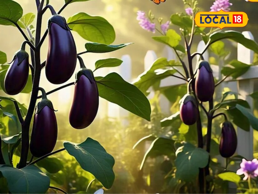 मे महिना शेतकऱ्यांसाठी कामाचा असतो. या महिन्यात शेतकरी आपल्या रिकाम्या शेतात वांग्याची लागवड करू शकतात. वांगी लावण्यासाठी शेतकऱ्यांनी NHB 1233 या जातीची निवड करावी. हे वाण फक्त 60 दिवसांत काढणीसाठी तयार होतं. यामुळे शेतकऱ्यांना कमी दिवसांत चांगला नफा मिळवता येतो. मे महिना शेतकऱ्यांसाठी कामाचा असतो. या महिन्यात शेतकरी आपल्या रिकाम्या शेतात वांग्याची लागवड करू शकतात. वांगी लावण्यासाठी शेतकऱ्यांनी NHB 1233 या जातीची निवड करावी. हे वाण फक्त 60 दिवसांत काढणीसाठी तयार होतं. यामुळे शेतकऱ्यांना कमी दिवसांत चांगला नफा मिळवता येतो.