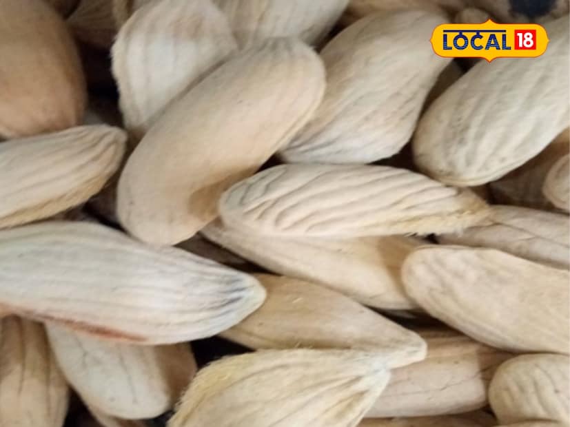  आपल्याला दिसेल की, कवचाच्या आत हलक्या काळ्या रंगाचे बी असेल, जे जवळजवळ वाळलेले असेल. आपण त्याला पूर्णपणे उन्हात वाळवून त्याची पावडर बनवून घ्यावी. रोज सकाळी आणि संध्याकाळी 5-5 ग्रॅम प्रमाणात कोमट पाण्यासोबत त्याचे सेवन करावे. आयुर्वेदाचार्यांच्या म्हणण्यानुसार, विश्वास ठेवा, ही पावडर फक्त 15 दिवसात या समस्या दूर करेल.