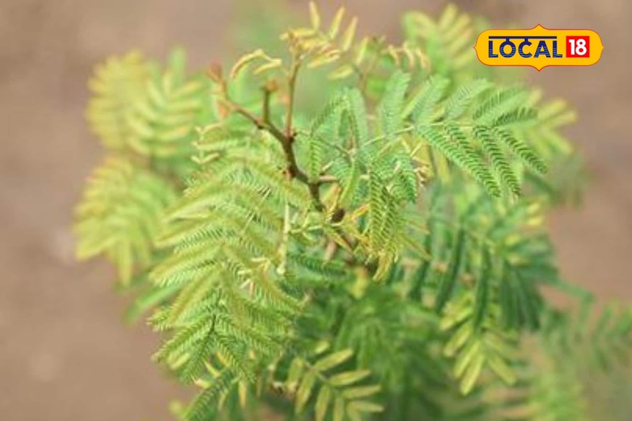 'हे' झाड संजीवनी बुटीपेक्षा कमी नाही! अनेक रोगांवर गुणकारी, फायदे ऐकाल तर...