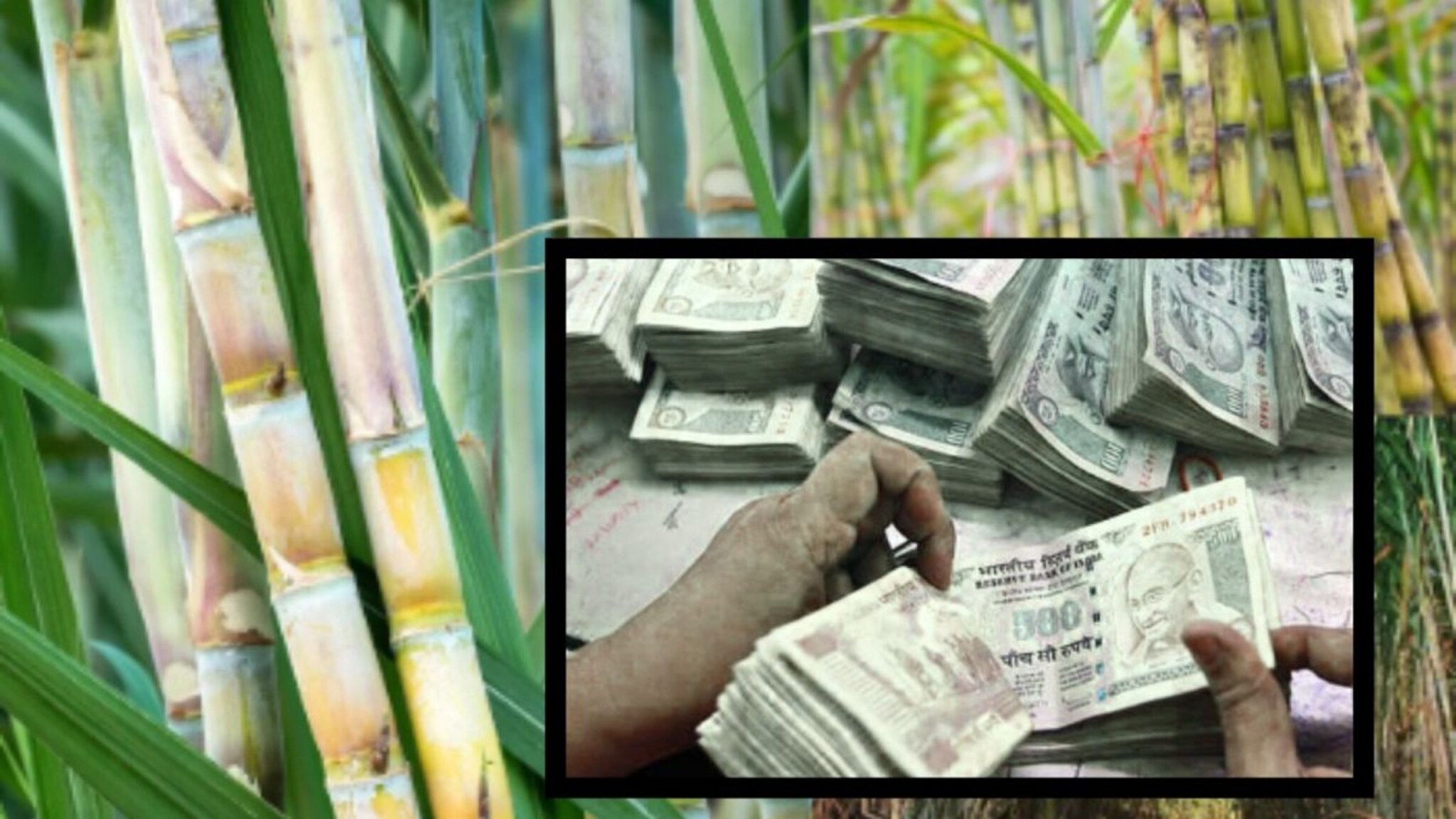 शेतकऱ्यांसाठी गुड न्यूज! या साखर कारखान्याकडून ऊसाचे पैसे खात्यात जमा
