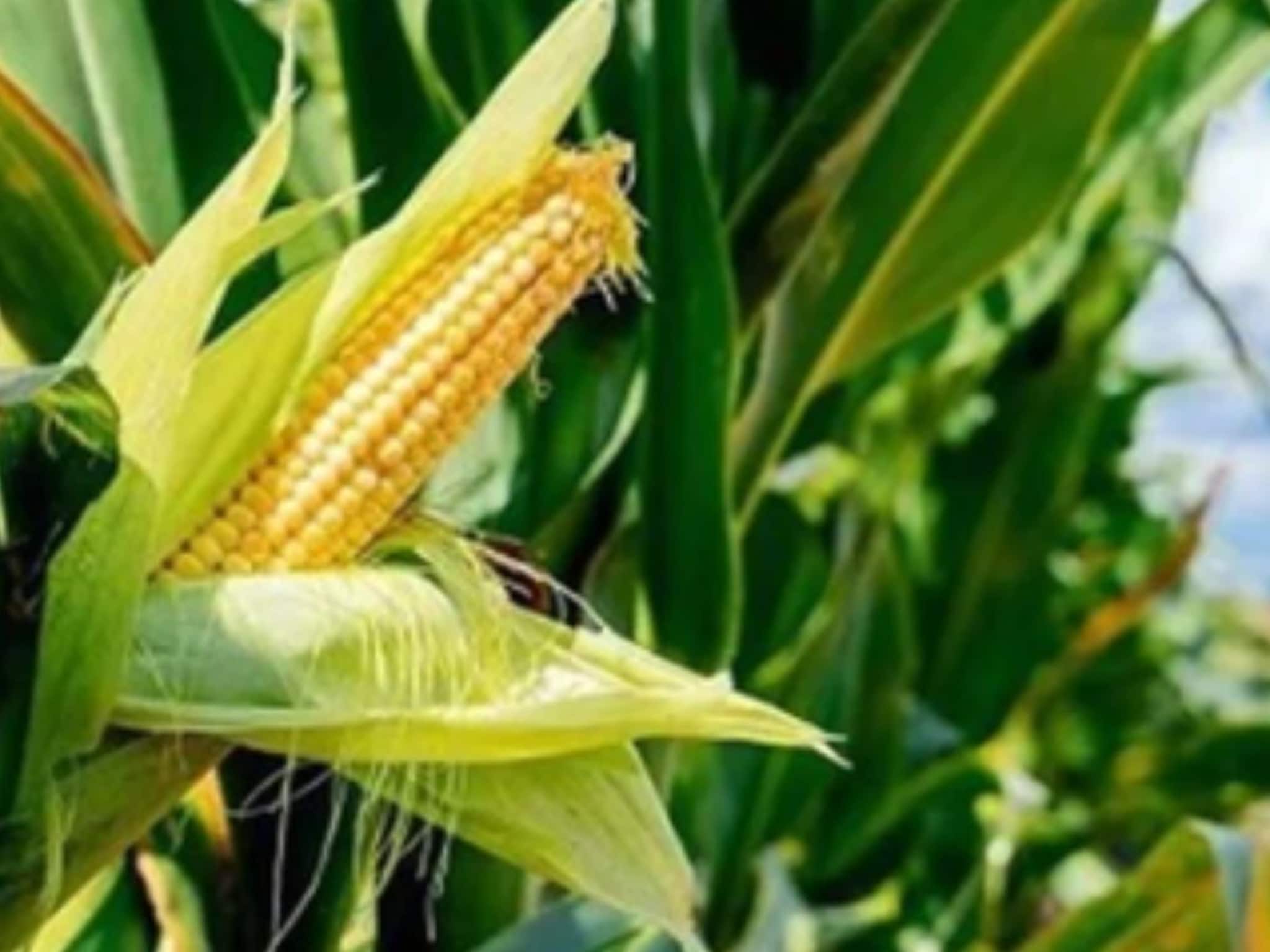 Krushi Market Today: मक्याचे दर खाली घसरले, सोयाबीनसह इतर शेतीमालांचे दर किती?