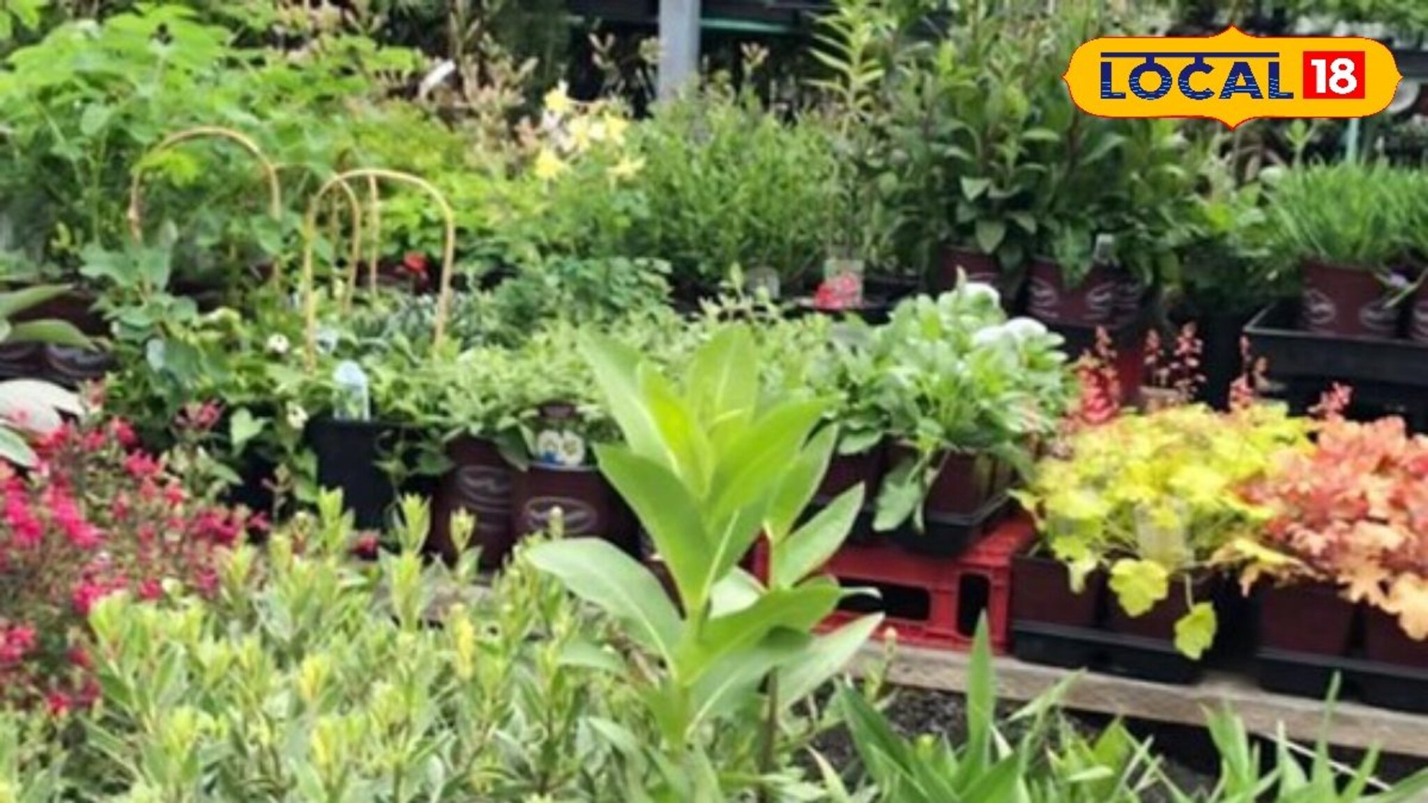 झाडांची लागवड करायचीय? नर्सरीमध्ये करा खरेदी, तुमच्यासाठी हे ठिकाण बेस्ट ऑप्शन!