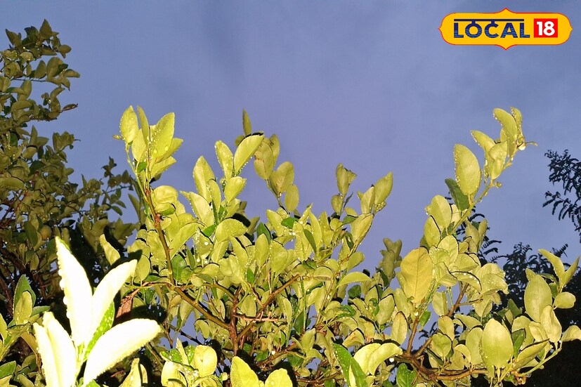 कोल्हापूर जिल्ह्यात गडगडाटी वादळासह मुसळधार पावसाची शक्यता हवामान विभागाकडून वर्तवण्यात आली आहे. विजांच्या कडकडाटासह ताशी 50 ते 60 किलोमीटर वेगवान वाऱ्याची शक्यता आहे. पुढील 24 तास कोल्हापुरातील कमाल तापमान 30 अंश सेल्सिअस तर किमान तापमान 22 अंशांवर राहील.