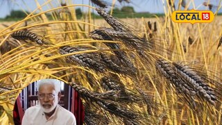 black wheat farming black wheat farming