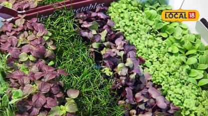 Microgreens benefits Microgreens benefits