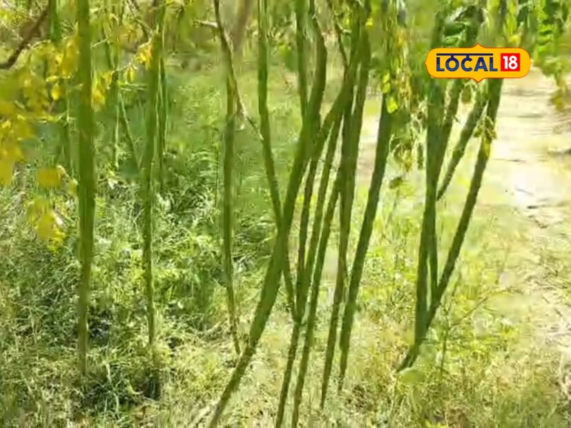 Shevga Farming: ऊस शेतीला दिला फाटा, केली शेवग्याची लागवड, सोलापूरचा ...