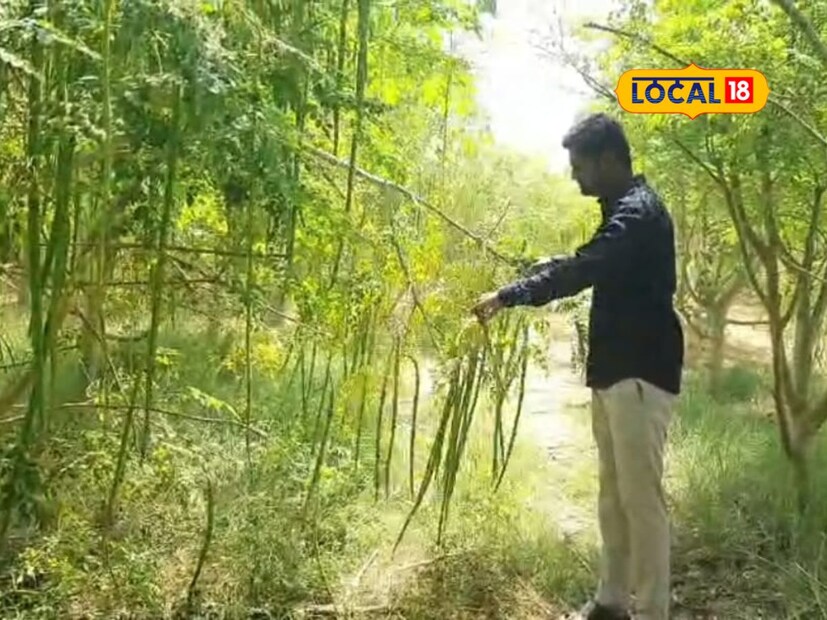 Shevga Farming: ऊस शेतीला दिला फाटा, केली शेवग्याची लागवड, सोलापूरचा ...