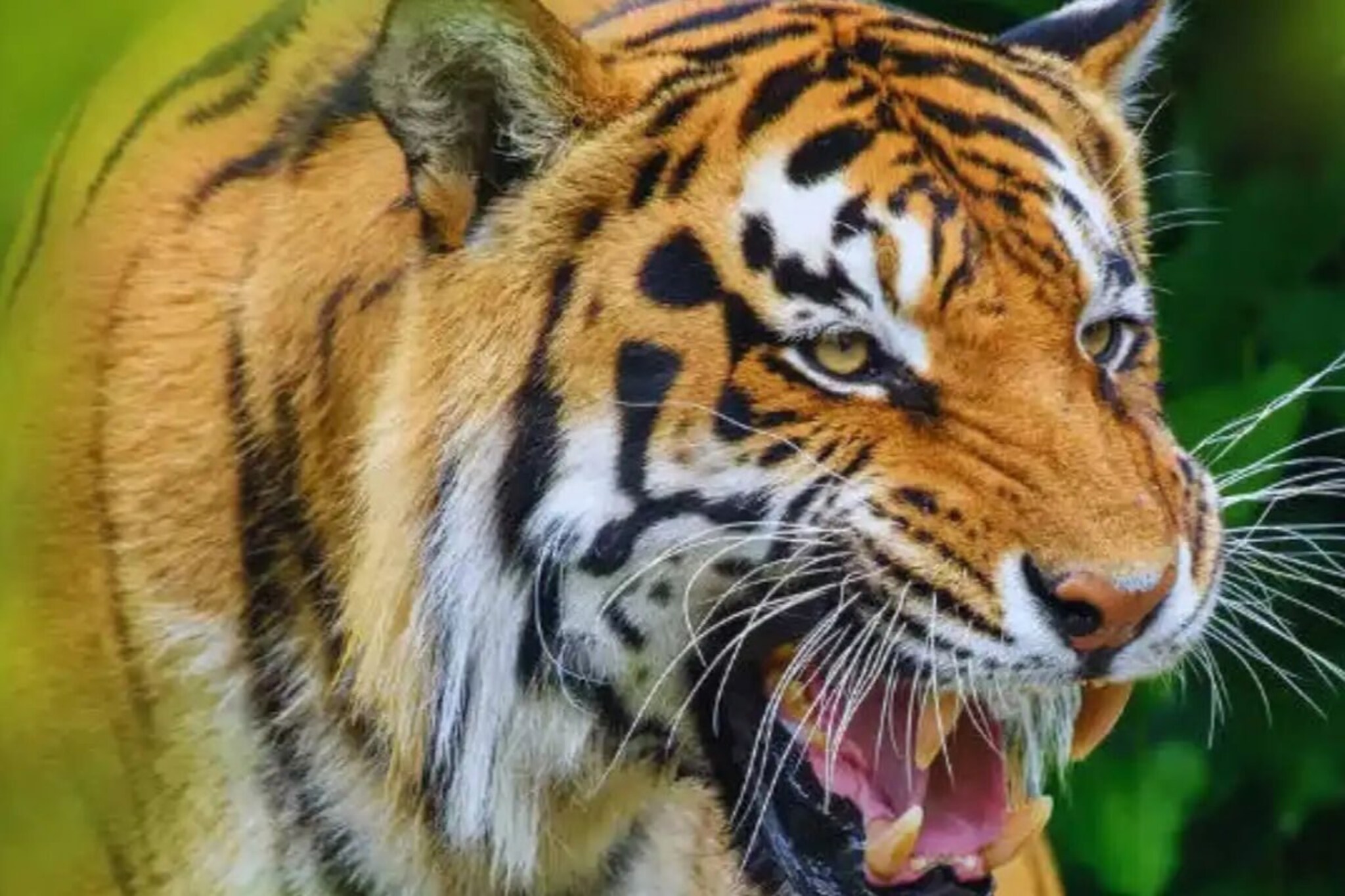 आता सह्याद्रीत घुमणार विदर्भाच्या वाघांची डरकाळी, एअरलिफ्ट ऑपरेशनची तयारी जोरात