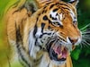 आता सह्याद्रीत घुमणार विदर्भाच्या वाघांची डरकाळी, एअरलिफ्ट ऑपरेशनची तयारी जोरात