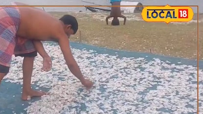 Fish scale business Fish scale business