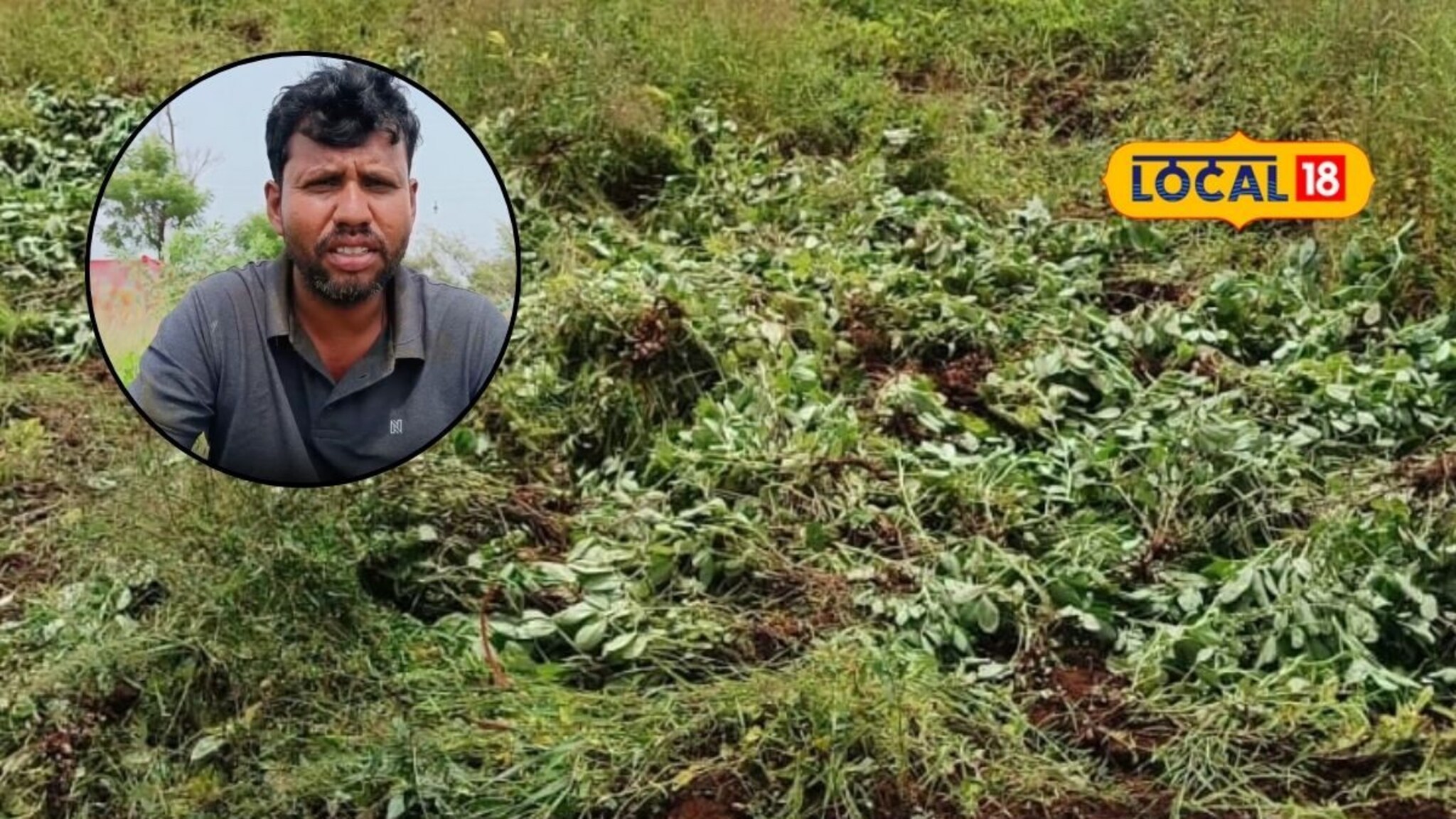 Unseasonal Rain: हाता तोंडाशी आलेला घास हिरावला, अवकाळी पावसाने भुईमुगाला फटका, शेतकऱ्याचे 1 लाख नुकसान