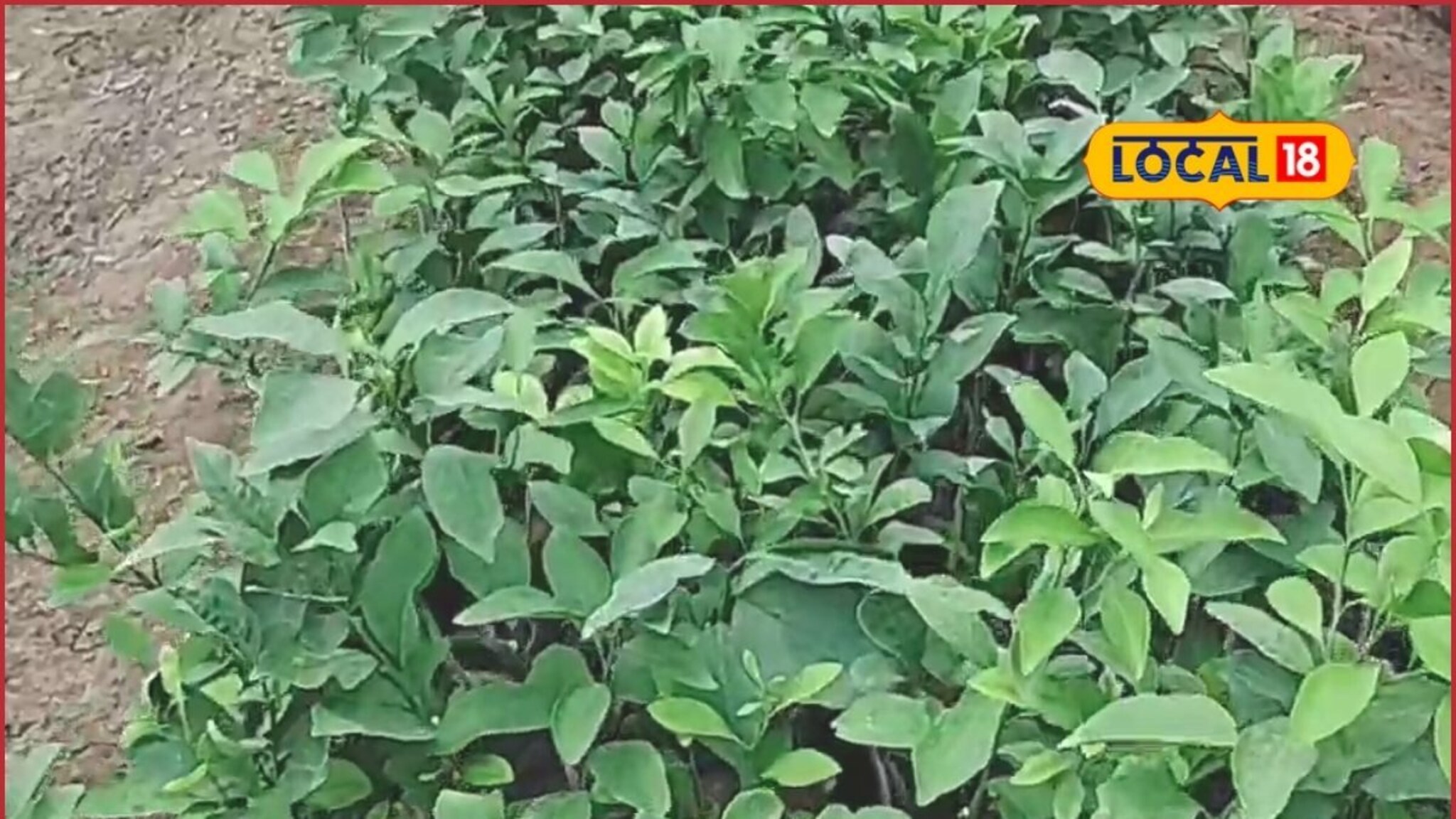 फळबाग लावताना तुमची एक चूक पडेल महागात, लाखो रुपयांचा तोटा, कसं निवडायचं कलम?