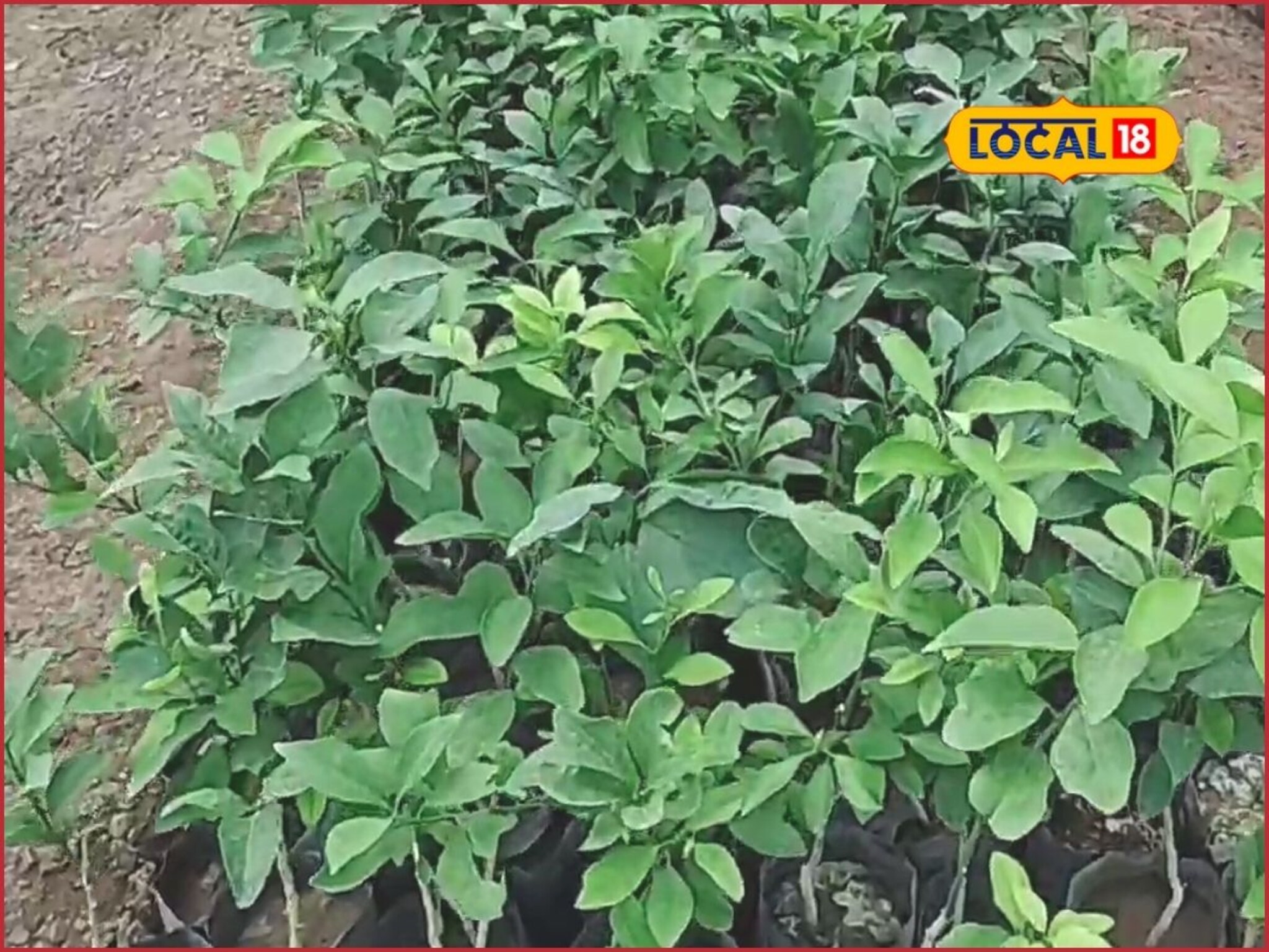 फळबाग लावताना तुमची एक चूक पडेल महागात, लाखो रुपयांचा तोटा, कसं निवडायचं कलम?