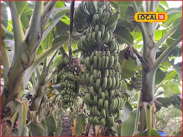 दुष्काळी मराठवाड्यात लावलं पैशाचं पीक, शेतकऱ्यानं सांगितलं नफ्याचं गणित!