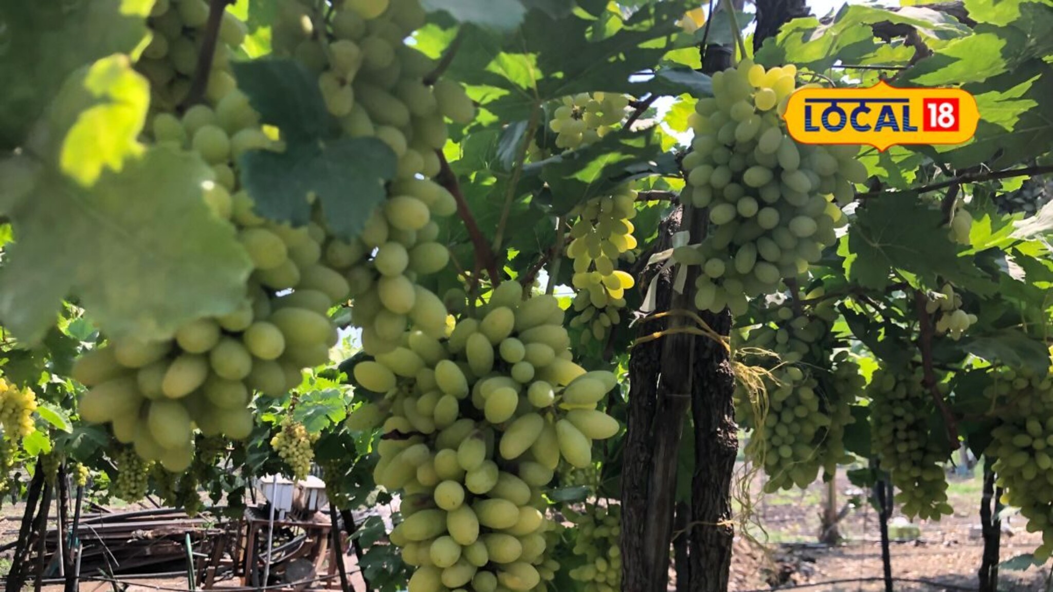 सालगडी बनला मालक, द्राक्ष शेतीतून पालटलं नशीब, आता कमाई पाहाच!