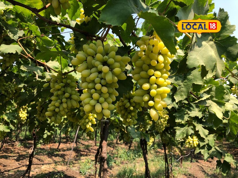 मात्र पूर्व अनुभवातून ती काढून न टाकता जगवली. याचंच फळ 2024 आणि यंदाच्या वर्षी मिळत आहे. यंदा 300 क्विंटल द्राक्षांचे उत्पादन होण्याची अपेक्षा आहे. तर याला 50 रुपये प्रति किलो असा जाग्यावरच दर मिळत असून यामधून 12 ते 13 लाखांचं उत्पन्न होऊन निव्वळ 9 ते 10 लाख हातात राहणार असल्याचे शेतकरी काशिनाथ बकाले यांचा धाकटा मुलगा ज्ञानेश्वर यांनी सांगितलं.