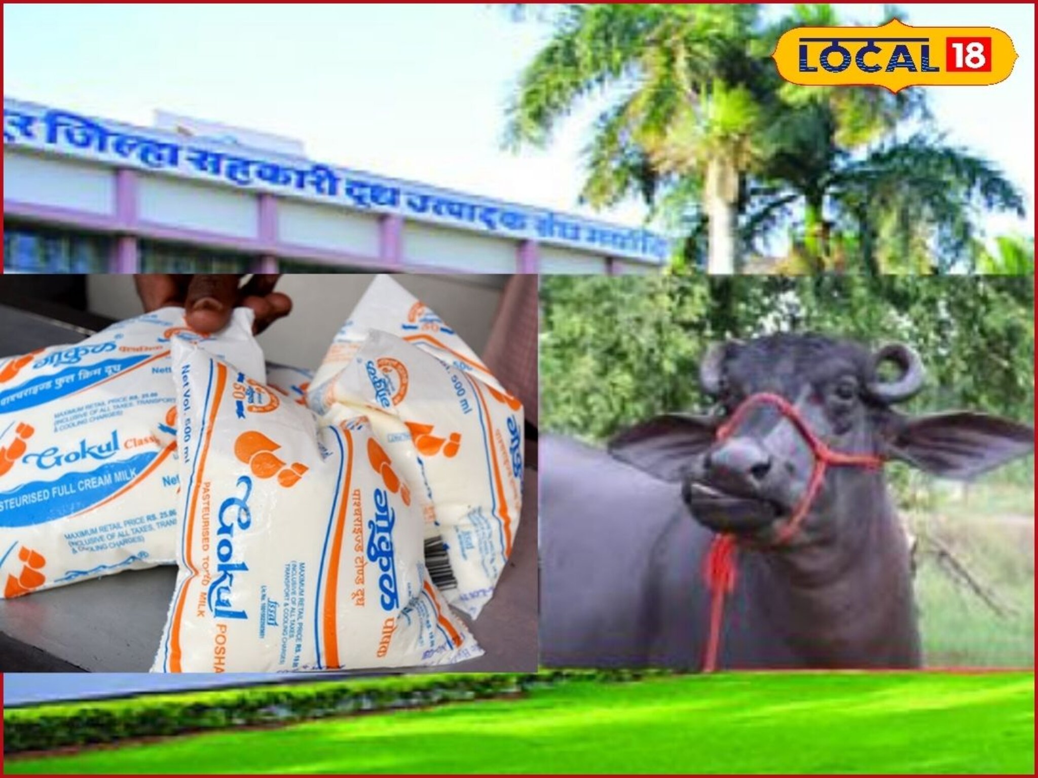 Milk Rate: दूध पुन्हा महागलं! सर्वसामान्यांच्या खिशाला झळ, काय असणार नवे दर?