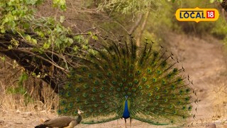 Peacock Dance