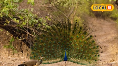 Peacock Dance Peacock Dance