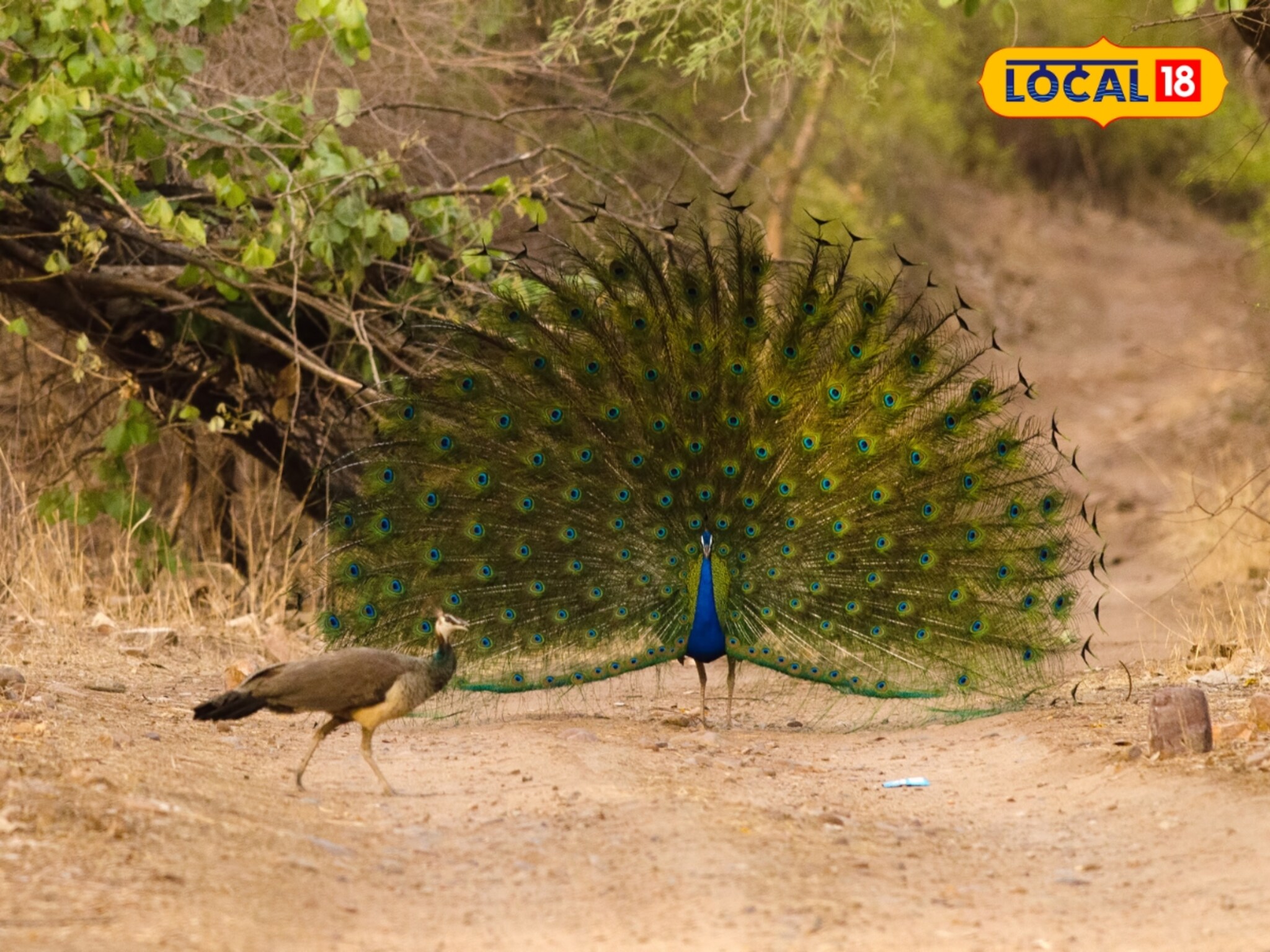 General Knowledge : मोर पिसारा फुलवून नाचला की, खरंच पाऊस पडतो? त्यामागचं नेमकं सत्य काय? 