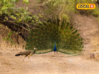 Peacock Dance Peacock Dance