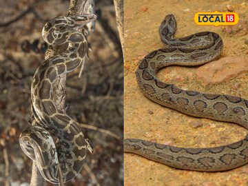 Snake safety tips